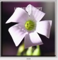 /album/photo-gallery-canvas-uri/decoratiuni-de-perete-canvas-lc-0025-jpg/
